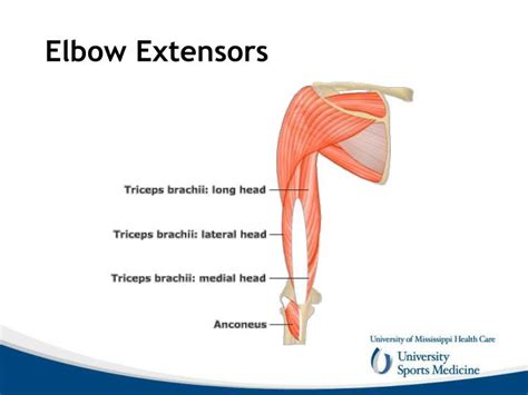 PPT - Elbow Anatomy and Biomechanics PowerPoint Presentation - ID:1901547