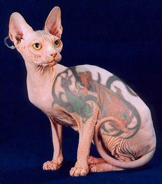 Terrierman's Daily Dose: Tattoo'd Pets (Not Tattoos of Pets)