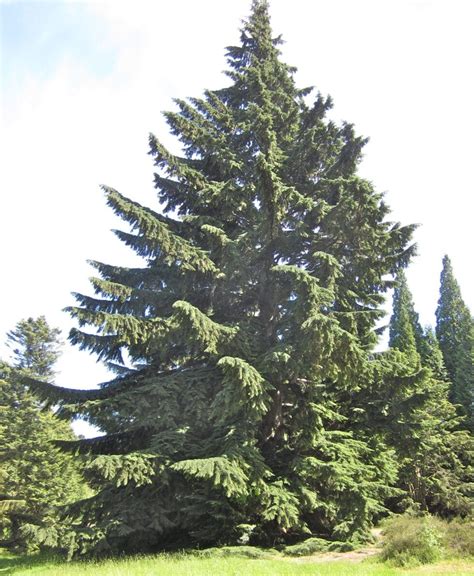 Western Hemlock - Tree Guide UK - Western Hemlock tree identification