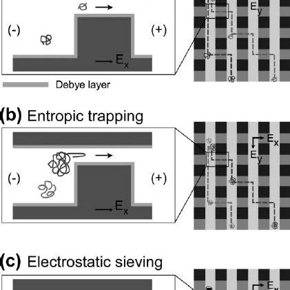 The principle of dielectrophoresis (DEP): when subjected to an electric... | Download Scientific ...