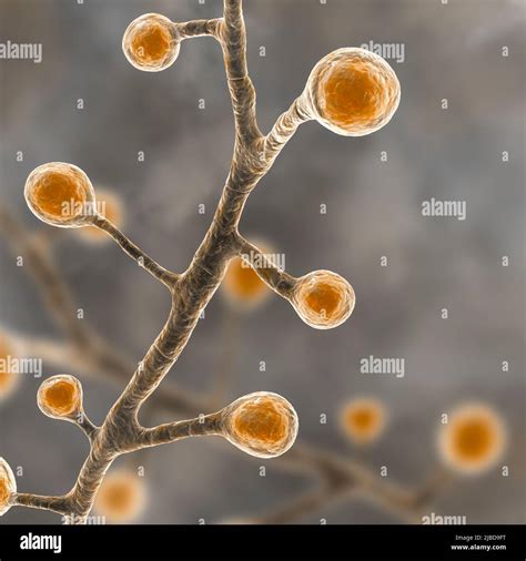 Blastomyces fungus, illustration Stock Photo - Alamy