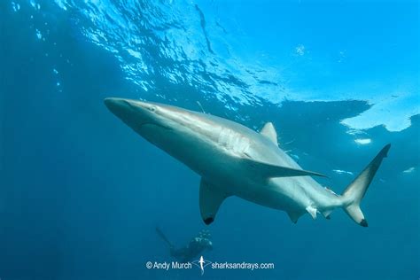 Spinner Shark - Carcharhinus brevipinna