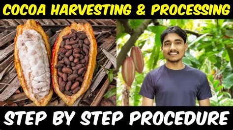 Cocoa Fruit Harvesting and Cocoa Bean Processing | Cocoa Farming / Cocoa Cultivation in India ...