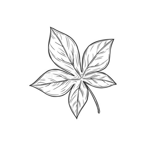 Buckeye Leaf Vector Stock Illustrations – 247 Buckeye Leaf Vector Stock ...