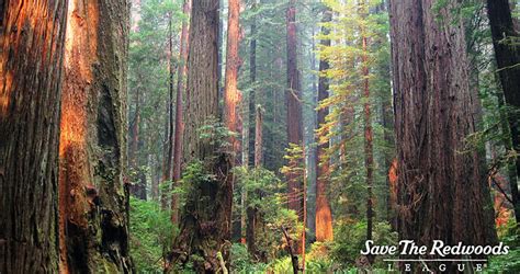 President, CEO of Save the Redwoods to speak at Community Hall ...