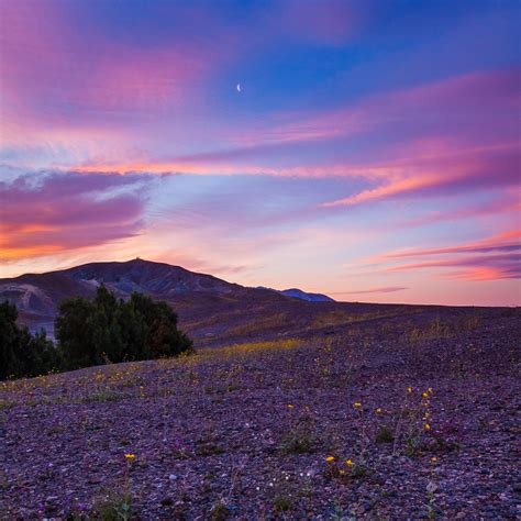 How to Photograph Death Valley Flowers