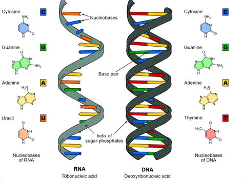 Why is Nucleic Acid important? - KnowsWhy.com