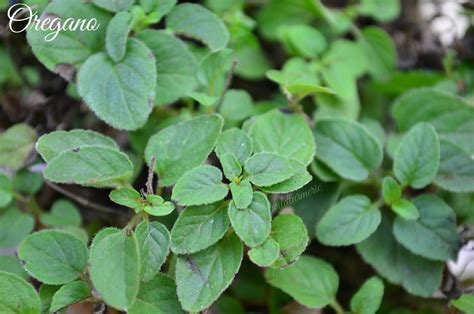 8 Top Benefits & Uses Of Oregano For Skin, Hair & Health - Wildturmeric