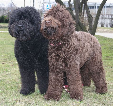 7 Unique Characteristics of Barbet Dogs - DogCrunch