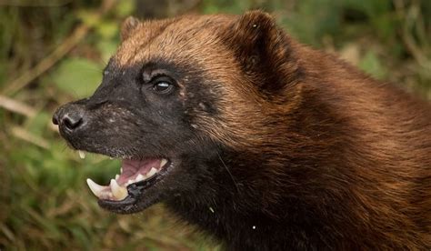 4 things you might not know about wolverines (no, not the X-Men!) | Explore | Awesome Activities ...