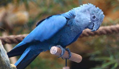 Spix’s Macaw That Inspired 'Blu' In Film Rio Is Now Extinct