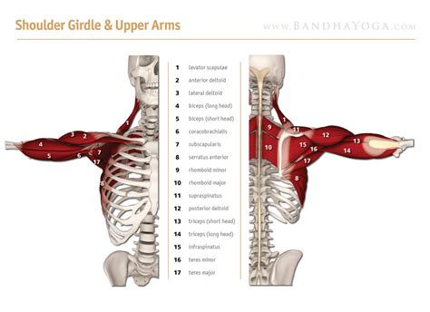 Shoulder Flexion Muscles