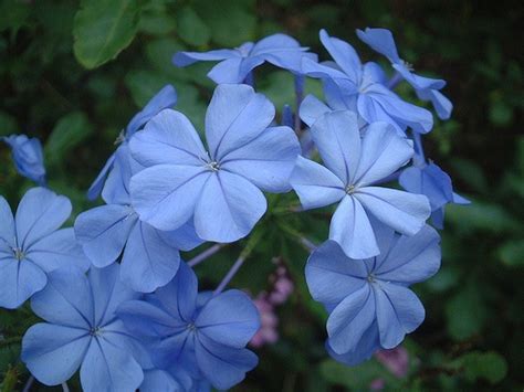 Plumbago auriculata (Cape Leadwort, Cape plumbago) | North Carolina ...