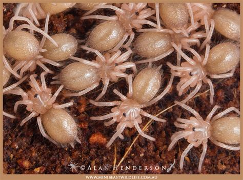 Baby Australian Tarantulas - Minibeast Wildlife