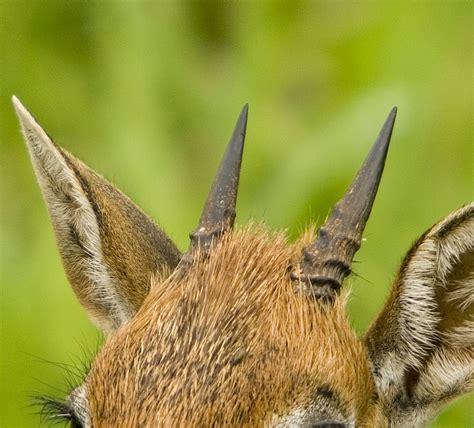 File:Dik-dik horns.jpg - Wikimedia Commons