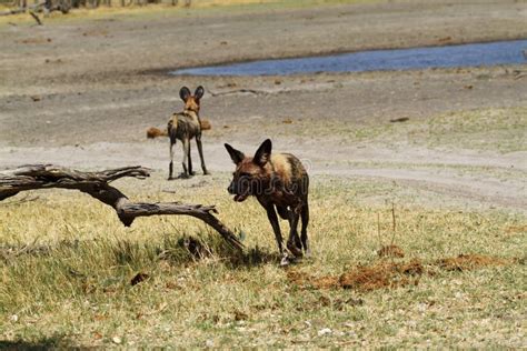 African Wild Dog Pack stock photo. Image of carnivora - 43398036