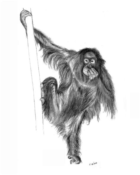 Orangutan Drawing by Lou Ortiz