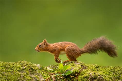 Red Squirrel Running | Red squirrel, Squirrel, Cute squirrel