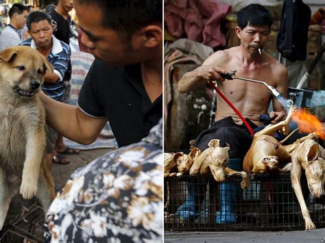 How Did The Yulin Dog Festival Start