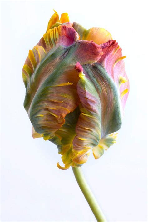 Flower Photography Tulip Botanical Photograph, Floral Still Life ...