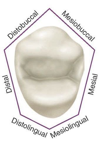 Maxillary first premolar, occlusal aspect. This aspect resembles a hexagonal figure. | Dental ...