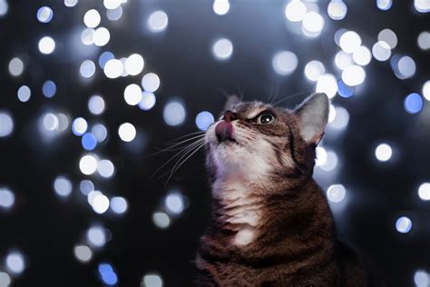 Download Bokeh Animal Cat 4k Ultra HD Wallpaper