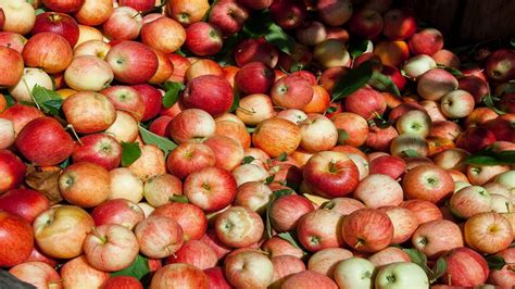 Apple flavors impacted by weather and climate