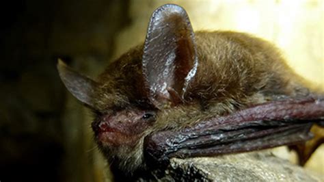 Local environmental firm finds rare bat species | Local ...