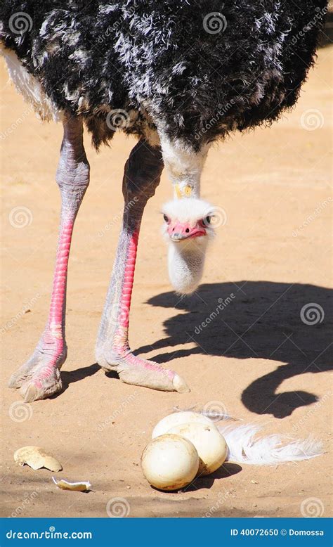 Ostrich with Eggs Eggs in the Klein Karoo, South Africa Stock Photo ...