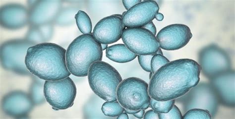 Saccharomyces cerevisiae yeast - Scope