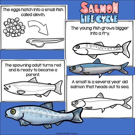 Salmon Mini Book for Early Readers – Starlight Treasures LLC