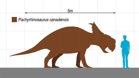 Pachyrhinosaurus | Thick-Nosed Dino of the Late Cretaceous