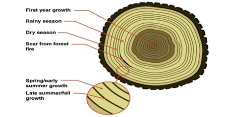 Explain Formation of Annual Ring - QS Study