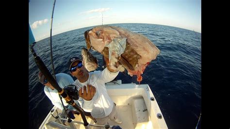 Goliath grouper attacks black grouper on fisherman's line - YouTube