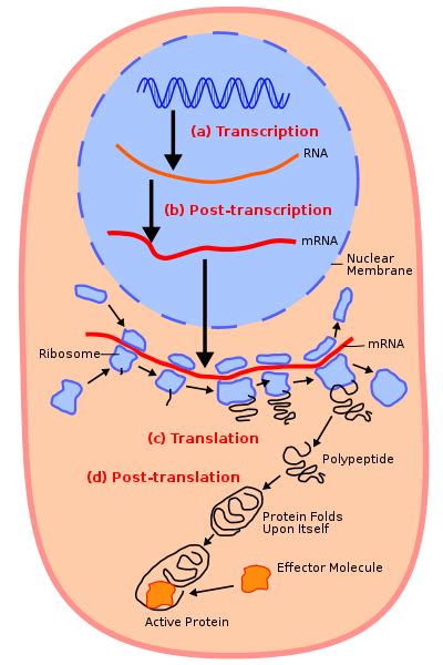 Difference Between mRNA tRNA and rRNA | Definition, Features, Function ...