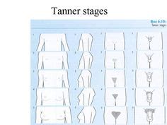 Tanner Stages Charts | Slide 19 of 27 | Family nurse practitioner, Rn nurse, Stage