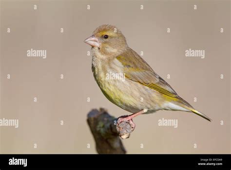 Greenfinch female Stock Photo - Alamy