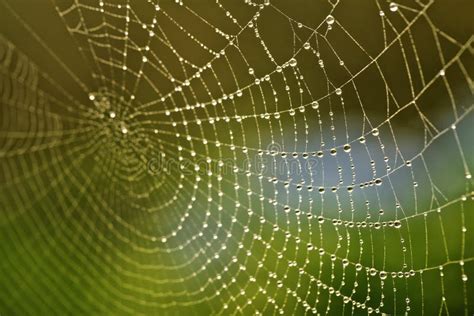 Spider Web with Fresh Dew Drops in the Morning Stock Photo - Image of spiderweb, morning: 73921696