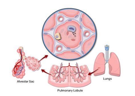 Lung Alveolus Structure - Lung Alveoli Anatomy | GetBodySmart