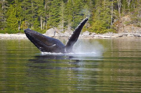 Campbell River Wildlife and Adventure Tour | Vancouver Island BC