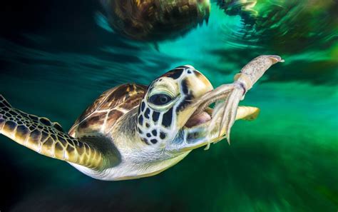 What Is A Green Sea Turtle's Diet?