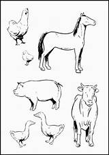 Color Farm Animals – coloringrocks sketch template