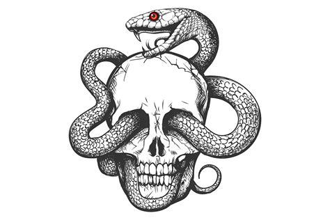 Snake Skull Drawing