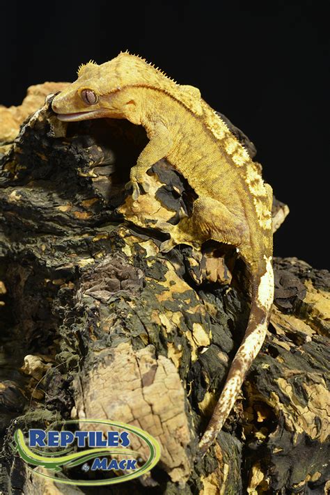 Crested Gecko Care Sheet – Reptiles by Mack