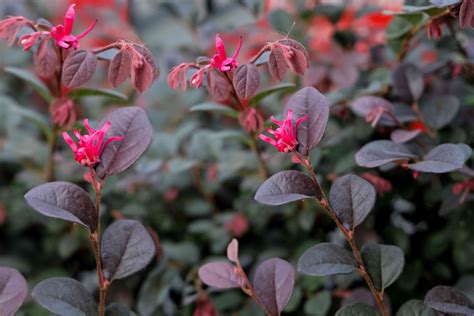 The Bright Hues of Loropetalum Shrubs