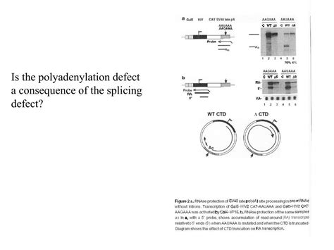 PPT - POLYADENYLATION PowerPoint Presentation, free download - ID:1286195