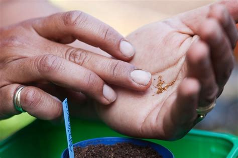 How to Sow Seeds Indoors - BBC Gardeners World Magazine