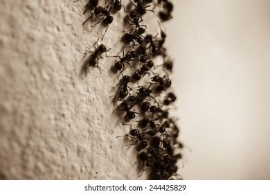 7,897 Ants wall Images, Stock Photos & Vectors | Shutterstock