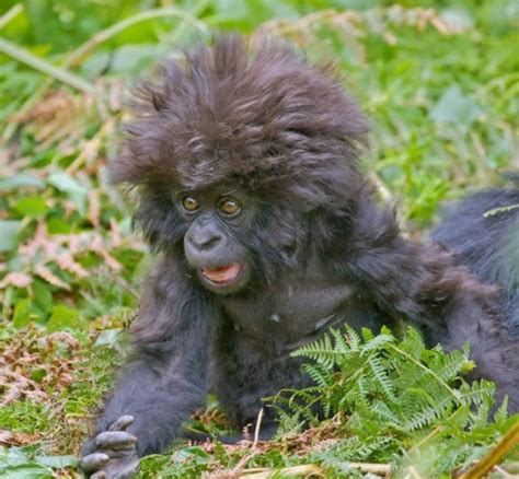 Check monkeys funny afro haircut