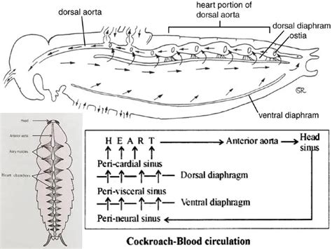 Circulatory Respiratory Excretory System of Cockroach - Imaluop - IMALUOP